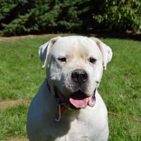 MAX dit PANCHITO CHAO, chien à adopter