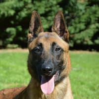 BARNABE CHAO12708, chien à adopter