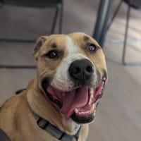 PABLO VAA, chien à adopter