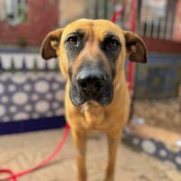TESSA (Martina), chienne à adopter