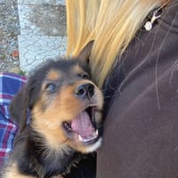 Zuko, chien à adopter