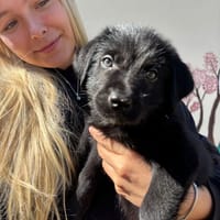 Jiji, chien à adopter