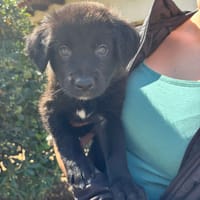 Giulio, chien à adopter