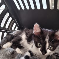 ALBERT, chat à adopter