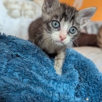 Harrow, chat à adopter