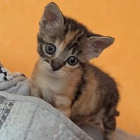 Lola, chatte à adopter