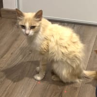 Ambre, chatte à adopter