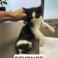 Beyonce, chatte à adopter