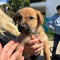 balu, chien à adopter