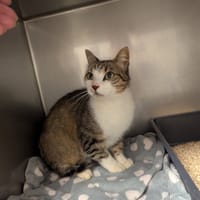 Loupss, chat à adopter