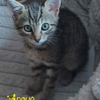 INOUÉ, chat à adopter