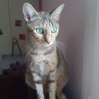 NINA*, chatte à adopter