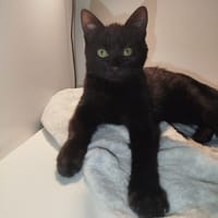 MOWGLI, chat à adopter