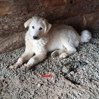 Sandy, cane femmina da adottare