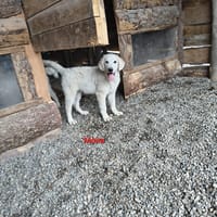 Moira, cane femmina da adottare