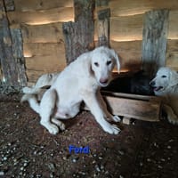 Ford, cane da adottare