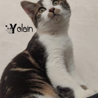 YOLAIN, chat à adopter