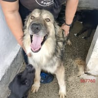 Zlatan, cane da adottare
