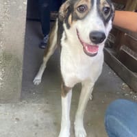 Astro, chien à adopter
