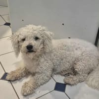ROCKY, chien à adopter