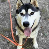 BELLE, chienne à adopter