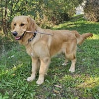 ASKO, chien à adopter