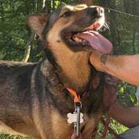 TUCKER, chien à adopter