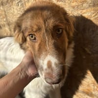 Sam, chien à adopter