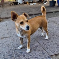 Capucine, chienne à adopter