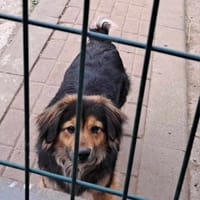 Carla, chienne à adopter