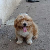 Billy, chien à adopter