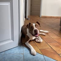 UMM, chien à adopter