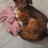 Giuly, chienne à adopter