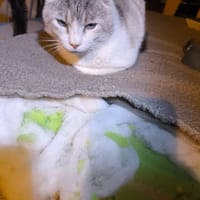 PIKACHU, chat à adopter