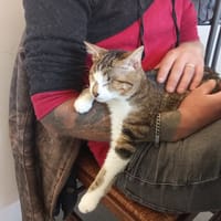 SUNNY, chatte à adopter