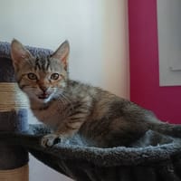 SUZANNE, chatte à adopter