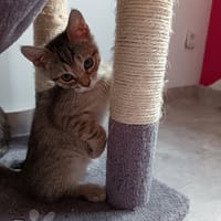 BREE, chatte à adopter