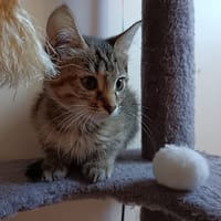 GABY, chatte à adopter