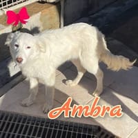 AMBRA è una meraviglia di cucciola., cane femmina da adottare