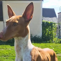 Alba, chien à adopter