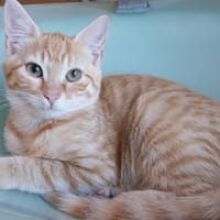 Anys, chat à adopter