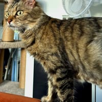 Axelle, chatte à adopter