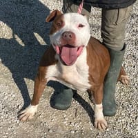 COSMO mix American Bully, cane da adottare