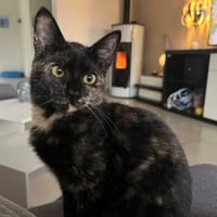 Ayla, chatte à adopter