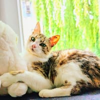 Charlee, chat à adopter