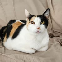 Hanoi, chatte à adopter