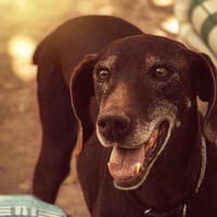 Castaño, perro en adopción