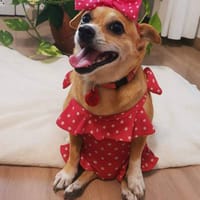 Berta, perra en adopción