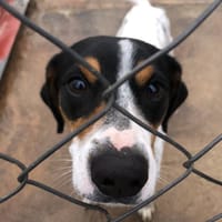 Charlie, perro en adopción
