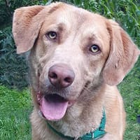 ROI, perro en adopción